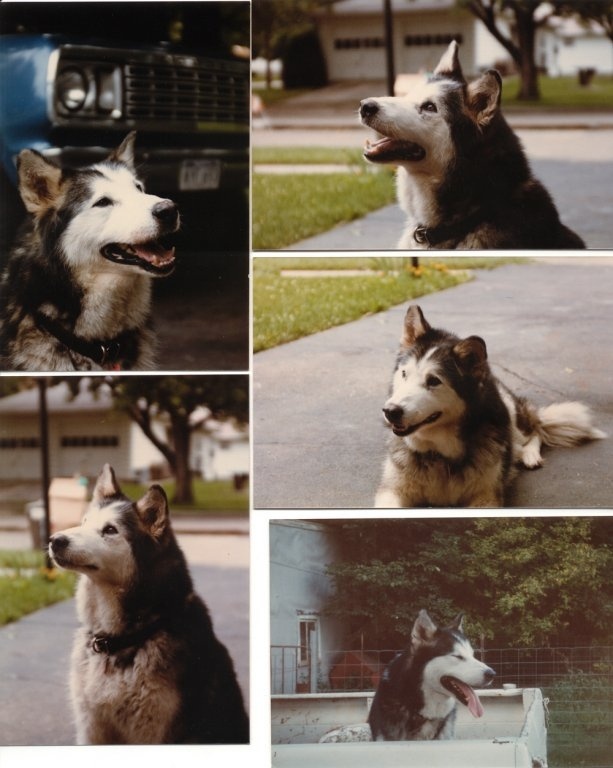 Lobo002.jpg