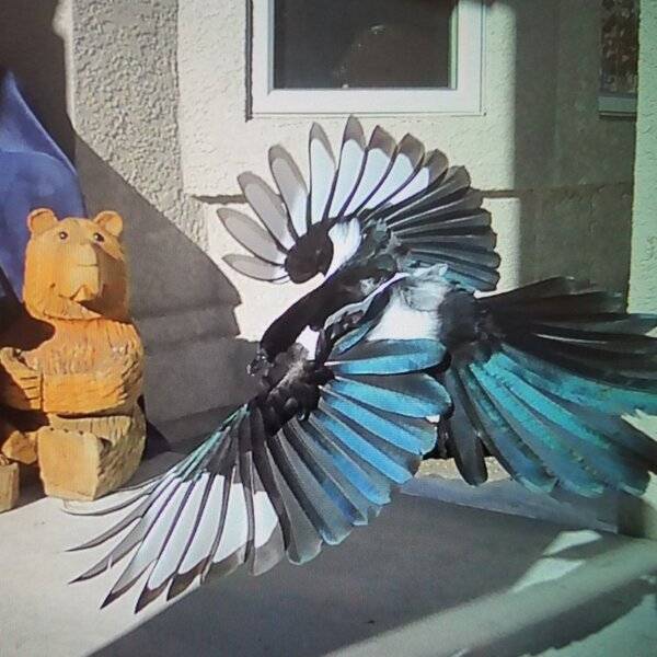magpie.jpg