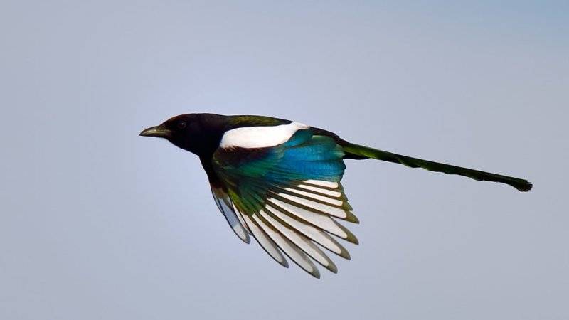 Magpie.jpg