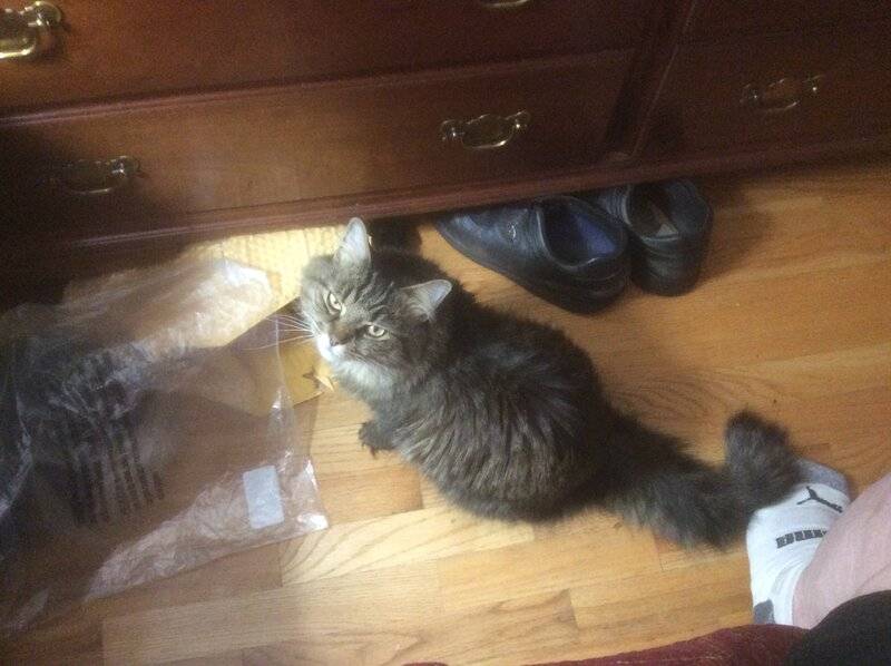 maisy1.jpg