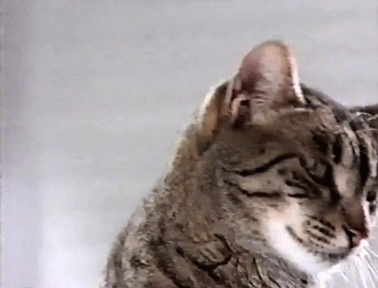 mblr_52616cfac8167c5aa93a63b6d48a32c1_ea572274_540.gif