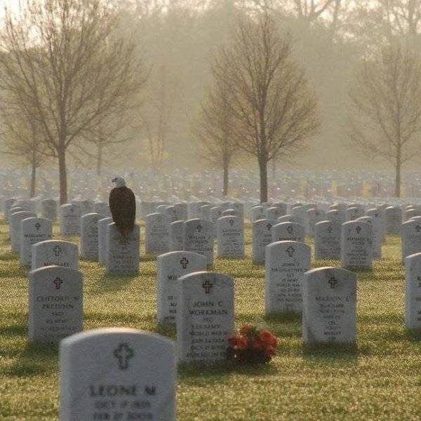 Memorial Day Eagle at Arlington.jpg