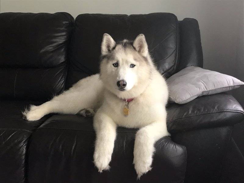 Mishka groomed 3.jpg