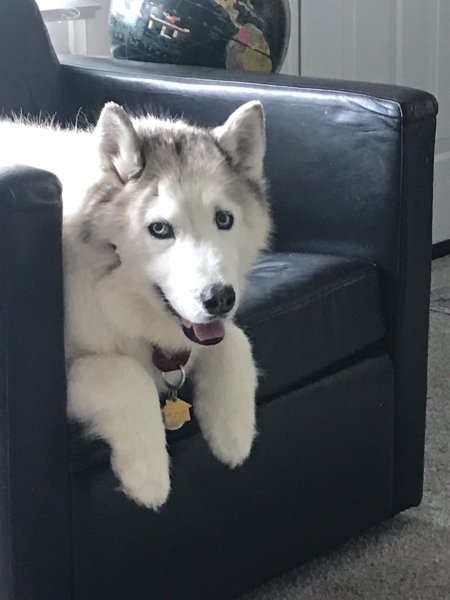 Mishka smile 9-25-24.jpg