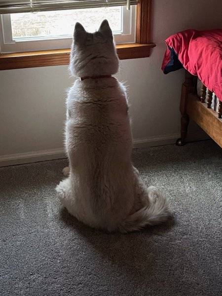 Mishka waiting for dad.jpg