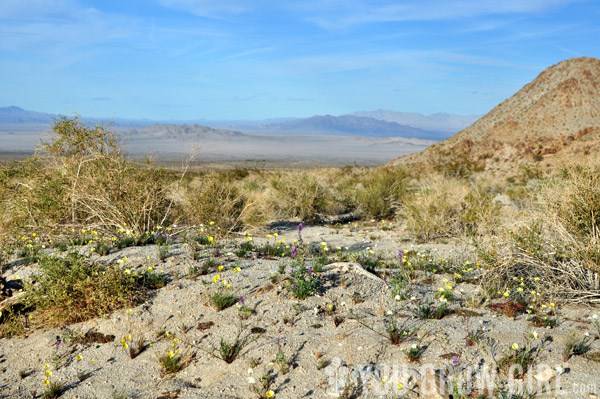 mojavedesert_wildflowers.jpg