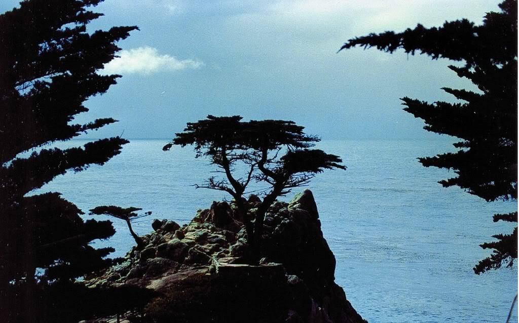 monterey_cypress.jpg