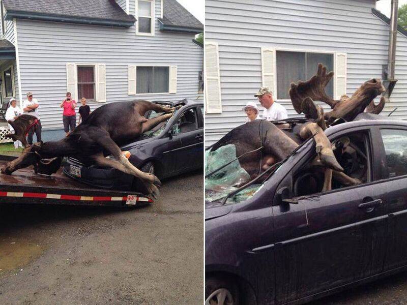 Moose-Main.jpg