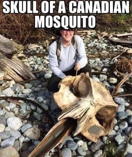 mosquito.jpg