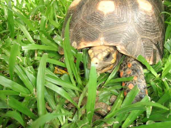 Mustique part Mike 067_1.jpg
