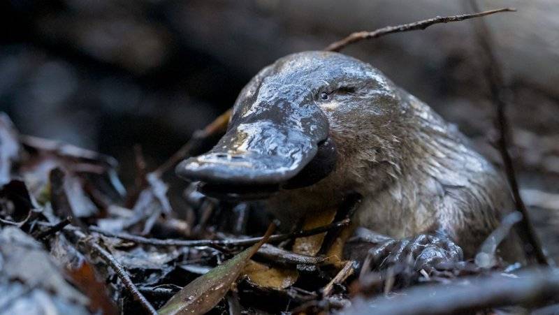 Nature_PlatypusGuardian_09-scaled-1-e1697724768320-1280x721.jpg