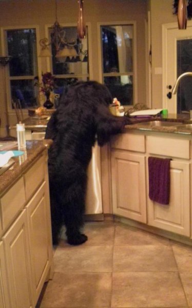 Newfie.jpg