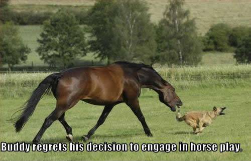 No-horse-play-lol-dogs-11750376-500-321-1638725686.jpg