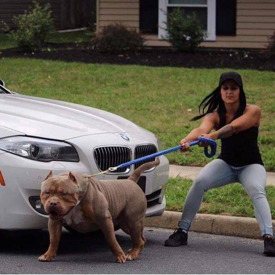 NOT a pit bull.jpg