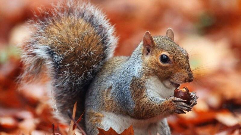 NW_Super-Squirrels_0061-e1542164657968.jpg