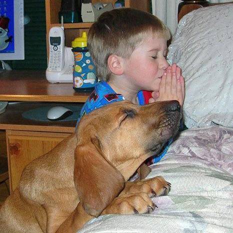 ny-dog-pictures-praying-dog-boy-bed-e1312168404295.jpg