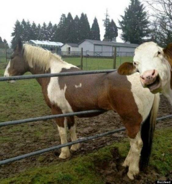 o-COW-PHOTOBOMBS-HORSE-570.jpg