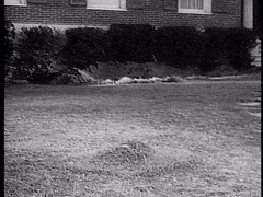 ParchedWaryAiredale-max-1mb.gif
