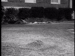 ParchedWaryAiredale-max-1mb.gif