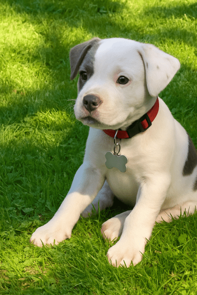 Pebb pup.png