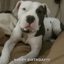 pitbull-cute.gif