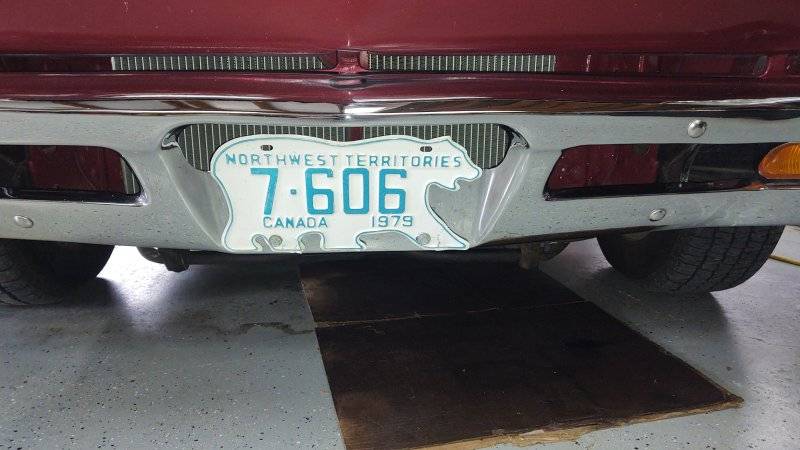 polar bear license plate 1 2021.jpg