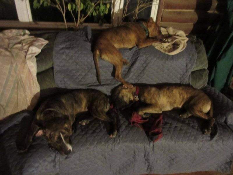 Pond_Gang_asleep_01.JPG
