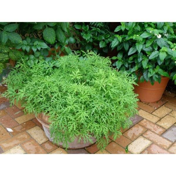 proven-winners-herb-plants-hercit1017520-64_1000.jpg