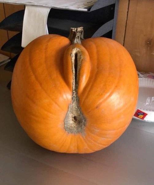 pumpkin.jpg