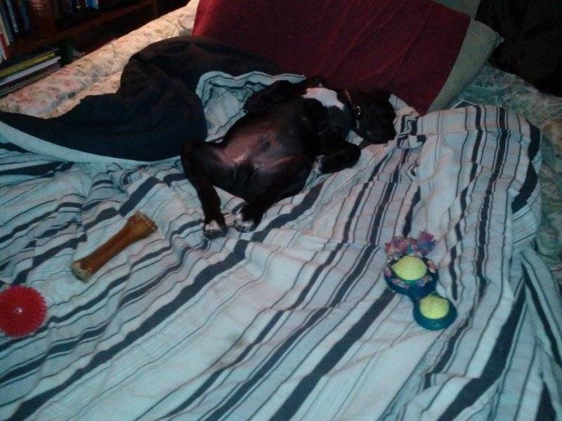 pup2.jpg