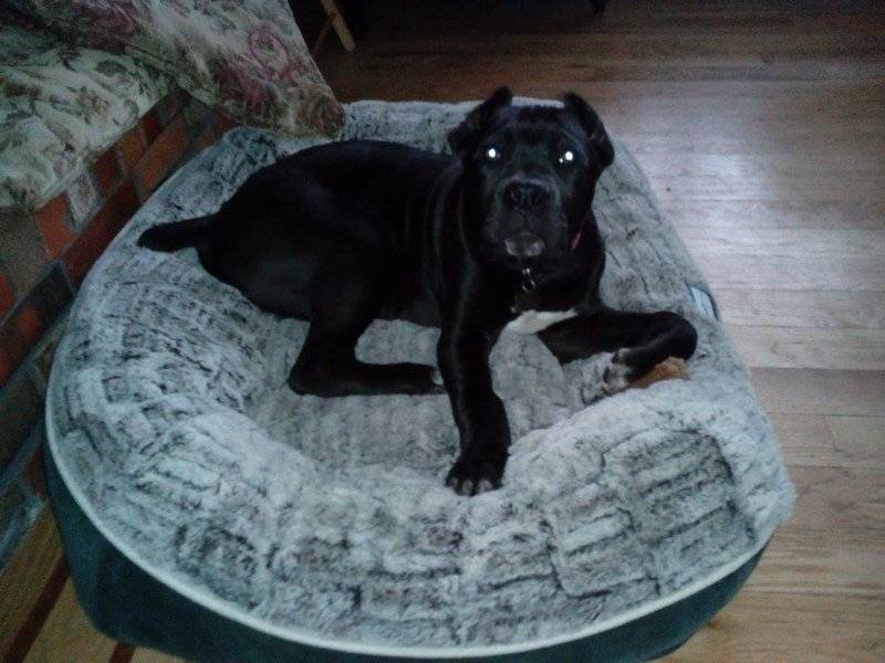 pup3.jpg