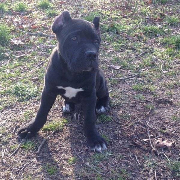 pup4.jpg