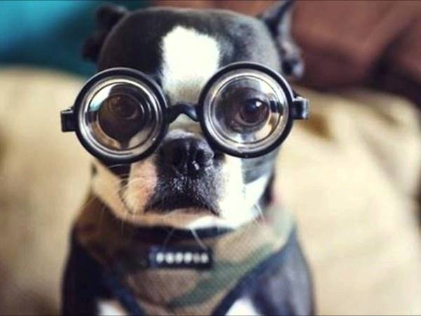 Puppy-With-Googly-Eye-Glasses-Funny-Image.jpg