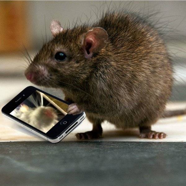 rat-selfie.jpg
