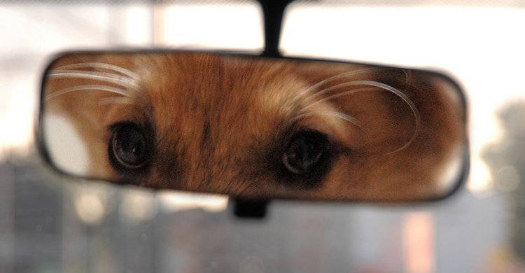 rearview.jpg