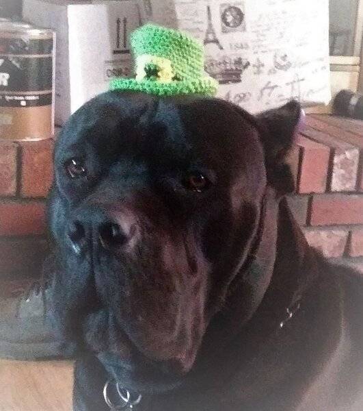 rebelsstpatricksday2019.jpg