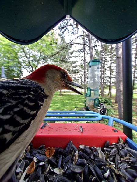 Red Bellied Woodpecker.jpg