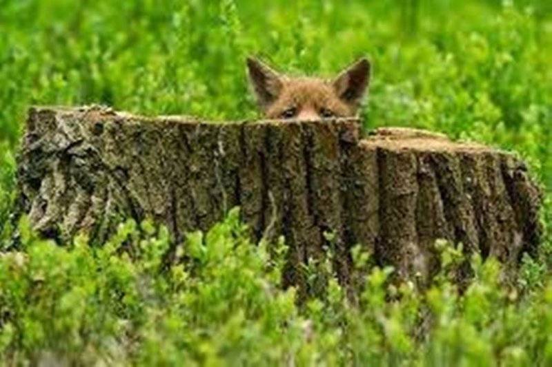 Red Fox Peeking.jpeg