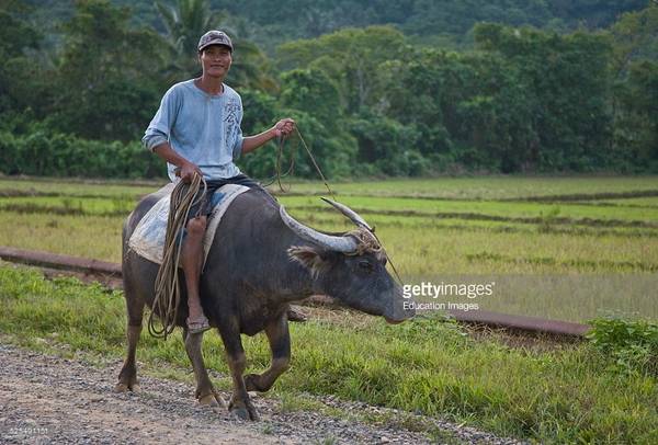 riding-a-water-buffalo-past-rice-patties-in-the-far-north-of-palawan-picture-id525491151.jpg