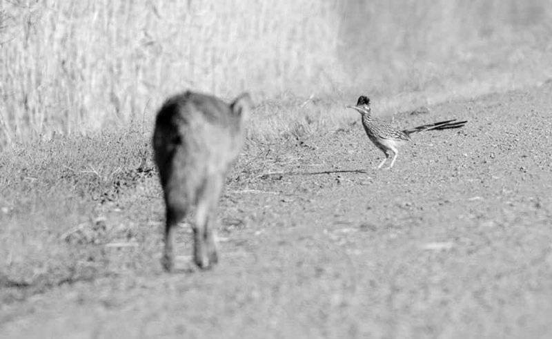 Road Runner 's Time To Run.jpg