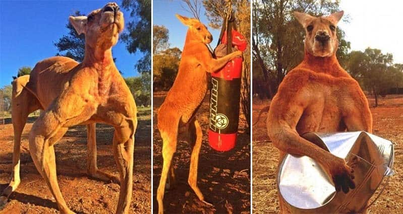 Roger-Kangaroo-Body-Builder.jpg