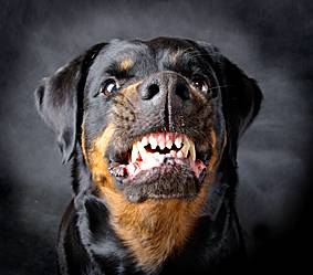 rottweilers-attack_5.jpg