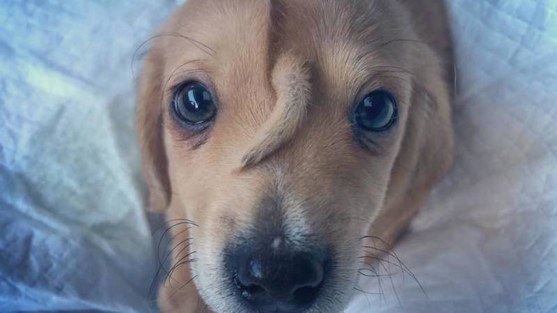 rstoryline.com%2Fresources%2Fmedia%2F1d471274-9d96-43e8-a3c2-de86fb6fdc15-large16x9_Narwhalpuppy.jpg