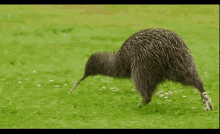 run-kiwi (2).gif