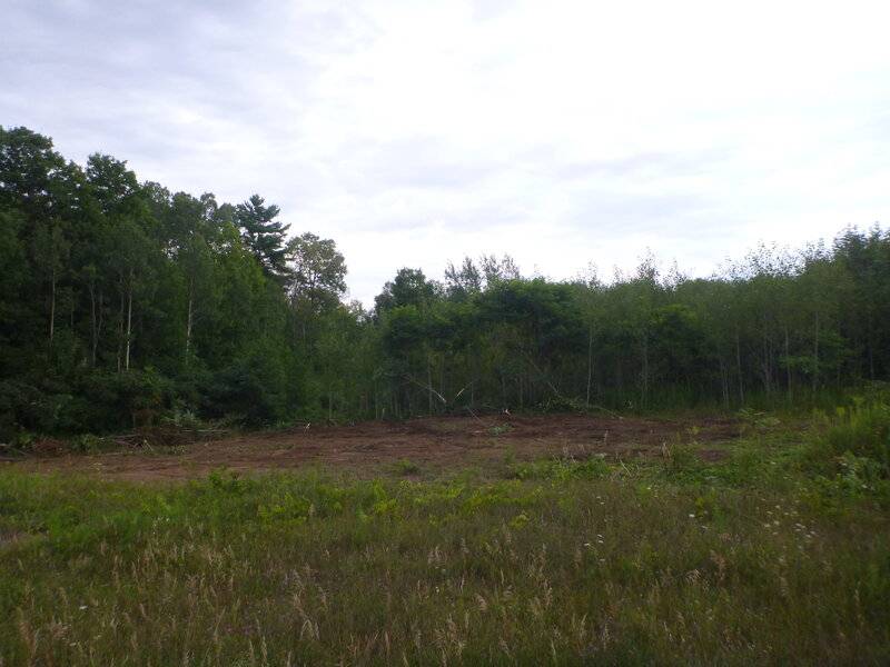 runwayapproachclearingaugsept2020 010.JPG
