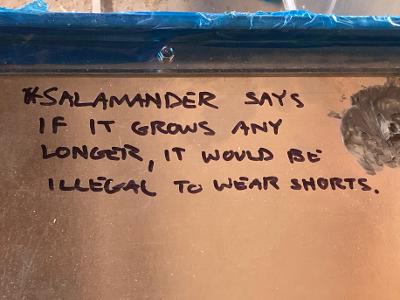 Salamander 1.jpg