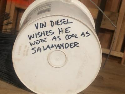 Salamander 9.jpg