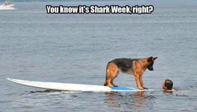 Shark Dog on surfboard you now it's Shark Week.jpg