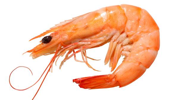 Shrimp.jpg