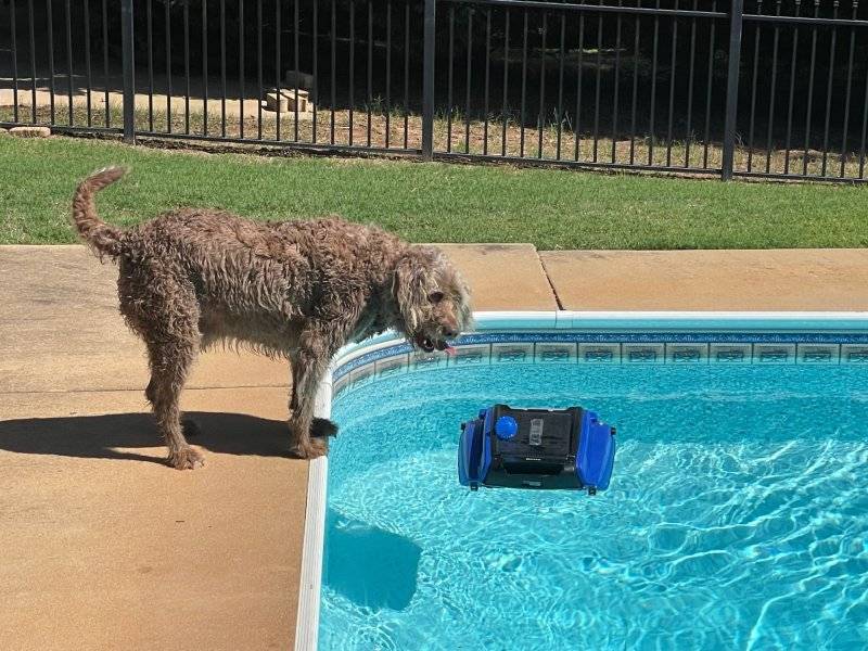 Skimmer.jpg